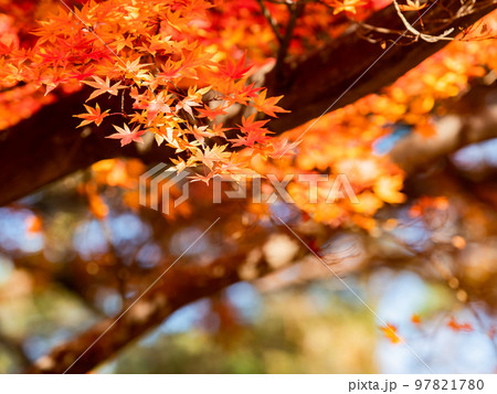 秋の景色　鮮やかな色とりどりの美しい紅葉 97821780