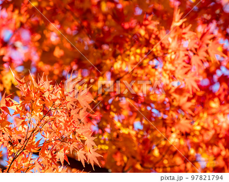 秋の景色　鮮やかな色とりどりの美しい紅葉 97821794