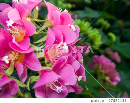 マクロレンズで撮る美しい熱帯の花 97822131