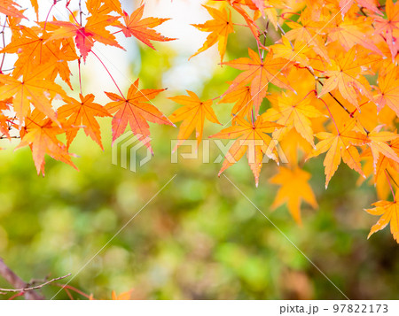 秋の景色　色とりどりの美しい紅葉 97822173