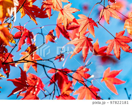 秋の景色　色とりどりの美しい紅葉 97822181