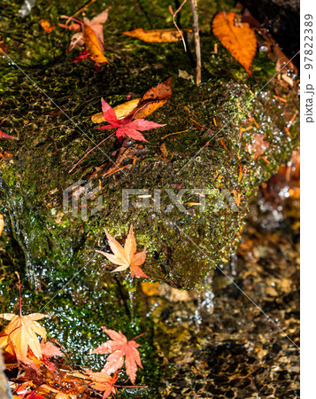 秋の美しい景色 湧水の流れに散った紅葉 秋の美しい景色 湧水の流れに散った紅葉 97822389