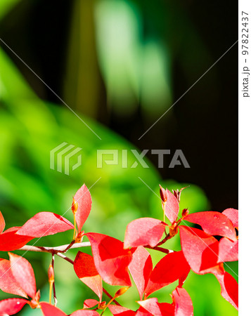 秋の美しい景色　ドウダンツツジの鮮やかな紅葉 97822437