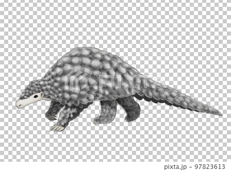 センザンコウのカラーイラスト 97823613