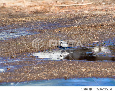 初冬の山中湖の景色 凍てつく湖畔で餌を探すハクセキレイ 初冬の山中湖の景色 凍てつく湖畔で餌を探すハクセキレイ 97824518