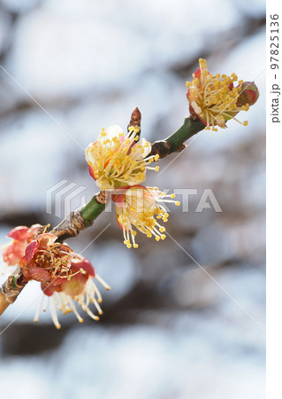 梅の花（茶筅梅） 97825136