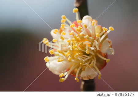 梅の花（茶筅梅） 97825177