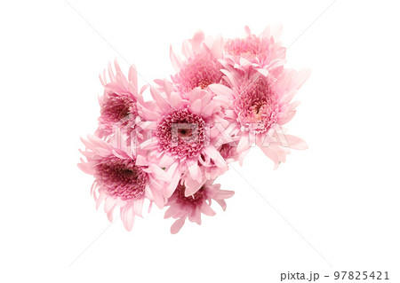 白バックの菊の花束 97825421