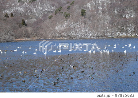 大山上池・下池 ラムサール条約登録地 大山上池・下池 ラムサール条約登録地 97825632