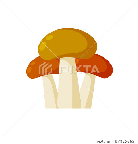 Group of Large mushroom with a brown cap Group of Large mushroom with a brown cap 97825665