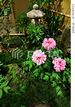 由志園の牡丹 97826441