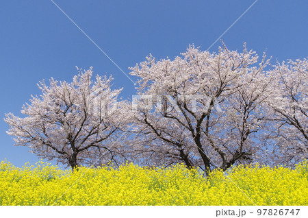 開花した菜の花と桜 97826747