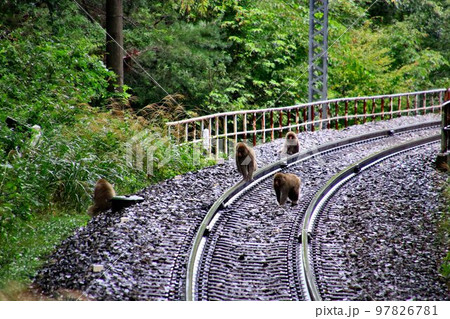 『君たちも鉄道ファン!?』初秋の秘境駅【男鹿高原】駅に現れた野生の猿たち 『君たちも鉄道ファン!?』初秋の秘境駅【男鹿高原】駅に現れた野生の猿たち 97826781