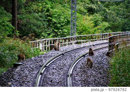 『君たちも鉄道ファン!?』初秋の秘境駅【男鹿高原】駅に現れた野生の猿たち 97826782