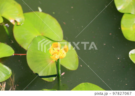 アサザの花 アサザの花 97827067