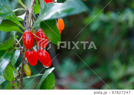 クコ　クコの実　アップ 97827247