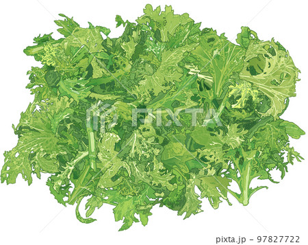 新鮮で鮮やかなサラダのリアルテイストの手描きで精密なイラスト 97827722