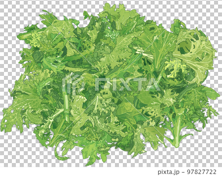 新鮮で鮮やかなサラダのリアルテイストの手描きで精密なイラスト 97827722
