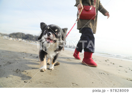 冬の海の砂浜で散歩をする飼い主とその愛犬のブラックタンのロングコートチワワ 97828009