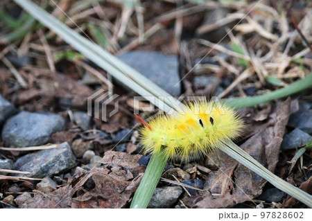 鮮やかな黄色のリンゴドクガ幼虫 鮮やかな黄色のリンゴドクガ幼虫 97828602