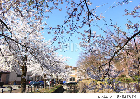 銭淵公園・観桜会 97828684