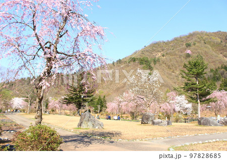 銭淵公園・観桜会 97828685