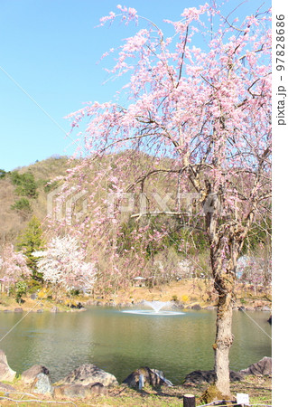銭淵公園・観桜会 97828686