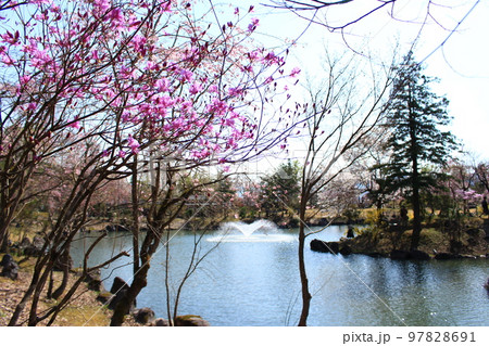 銭淵公園・観桜会 銭淵公園・観桜会 97828691