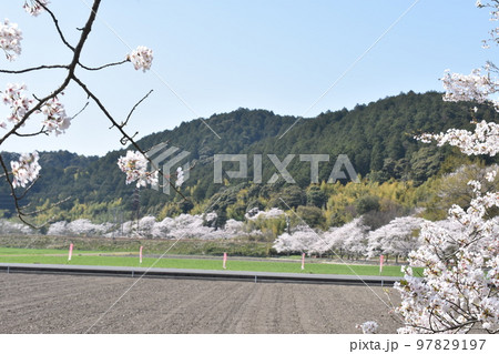 安土山春爛漫 安土山春爛漫 97829197