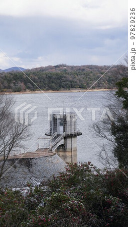 満濃池(世界灌漑施設遺産・国の名勝)と山茶花【香川県仲多度郡まんのう町】2 満濃池(世界灌漑施設遺産・国の名勝)と山茶花【香川県仲多度郡まんのう町】2 97829236