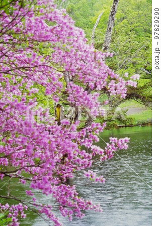 駒出池のトウゴクミツバツツジ 駒出池のトウゴクミツバツツジ 97829290