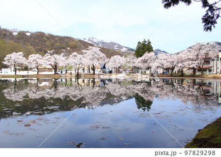 上の原お松の池・桜並木 上の原お松の池・桜並木 97829298