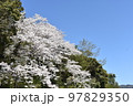 桜の木春爛漫 97829350