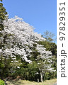 桜の木春爛漫 97829351