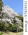 桜の木春爛漫 97829352