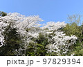 桜の木春爛漫 97829394