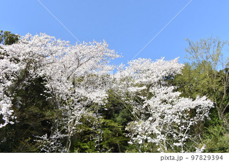 桜の木春爛漫 桜の木春爛漫 97829394