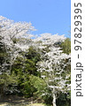 桜の木春爛漫 97829395