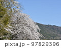 桜の木春爛漫 97829396