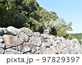 桜の木と石垣春爛漫 97829397