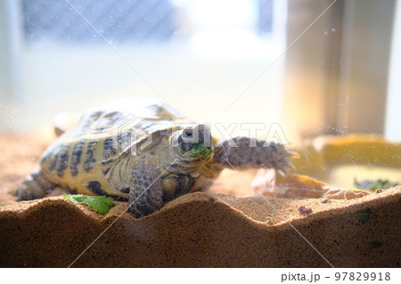 口に野菜をつけながらポーズを決めるリクガメ(ホルスフィールドリクガメ) 口に野菜をつけながらポーズを決めるリクガメ(ホルスフィールドリクガメ) 97829918