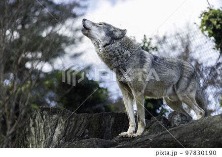 岩場の上で遠吠えをするオオカミ 97830190