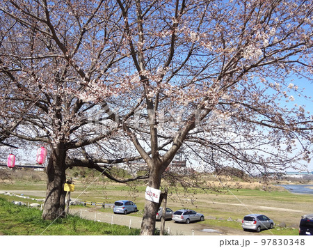 桜 桜 97830348