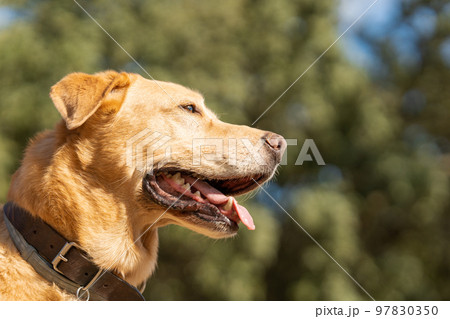 Labrador breed dog looking aside in a park 97830350