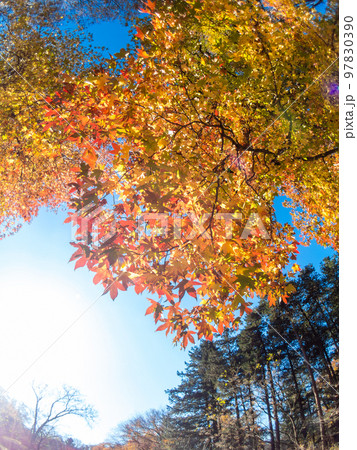 対角魚眼レンズで撮る鮮やかな紅葉の景色 97830390