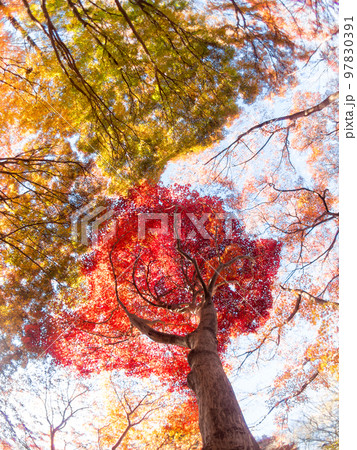 対角魚眼レンズで撮る鮮やかな紅葉の景色 97830391