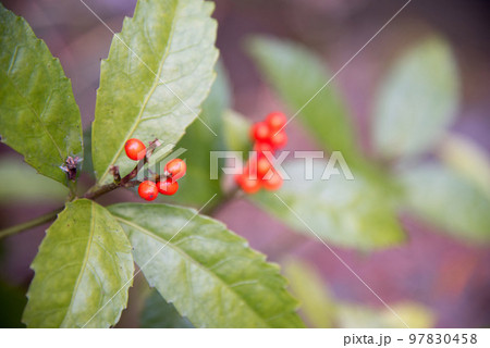 千両の実 97830458