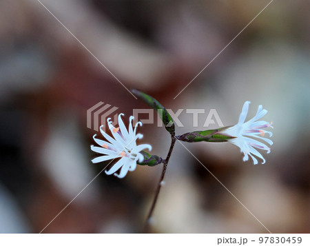 キッコウハグマのある風景 97830459