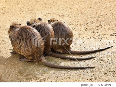 寄り添い並んだ3匹のヌートリア 97830491