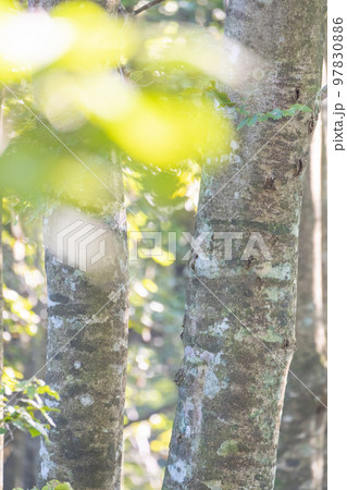 キラキラ新緑のブナの木 (大山) キラキラ新緑のブナの木 (大山) 97830886